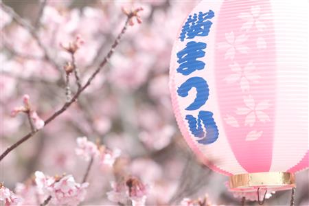 むろと2000本桜祭り