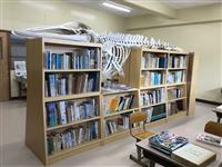 Mink Whale Skeleton