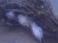 Bigfin Reef Squid Eggs